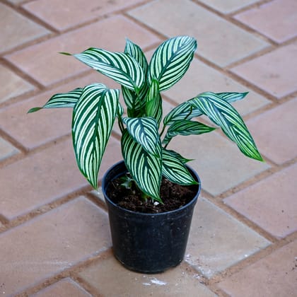 Calathea Vittata in 4 Inch Nursery Pot