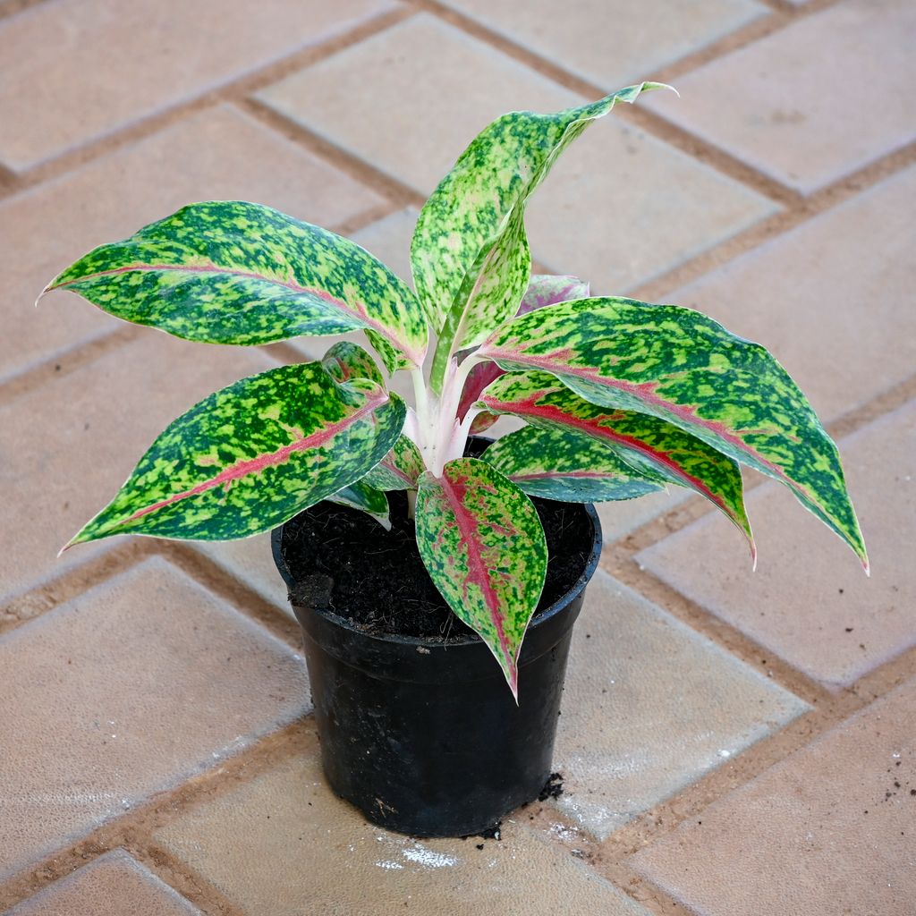 Aglaonema Green Papaya in 4 Inch Nursery Pot