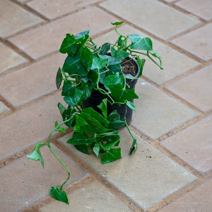 English Ivy Green in 4 Inch Nursery Pot