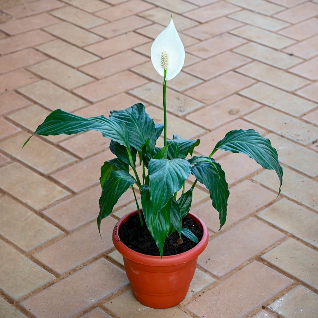 Peace Lily ( ~ 1 Ft) in 7 Inch Classy Red Plastic Pot with Tray