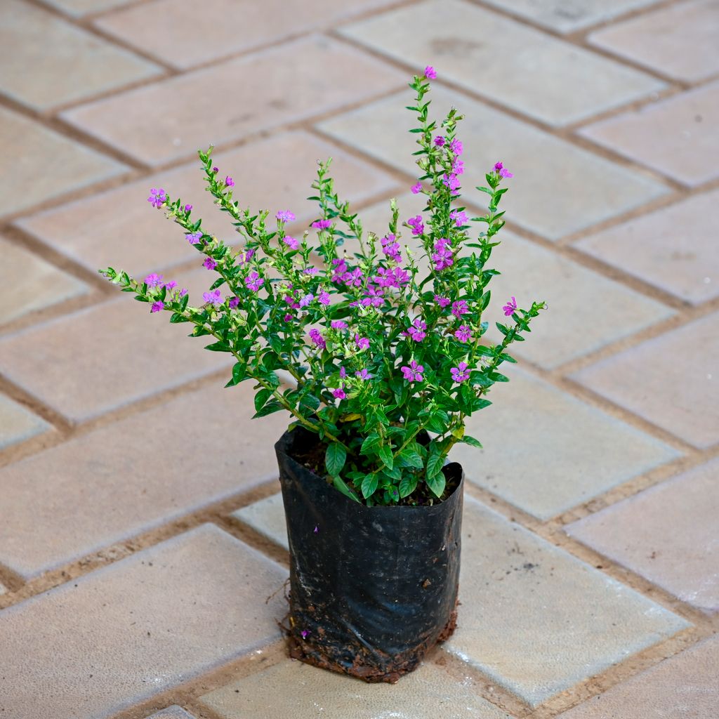 Cuphea Pink / False Heather in 4 Inch Nursery bag