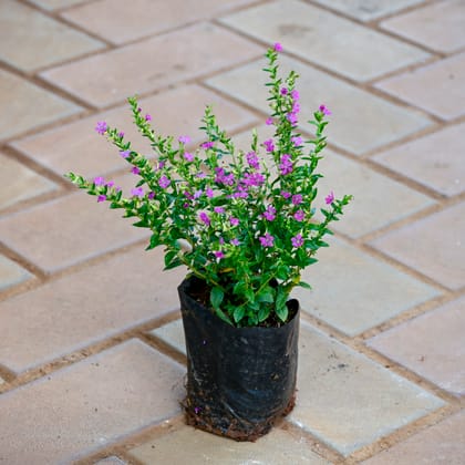 Cuphea Pink / False Heather in 4 Inch Nursery bag