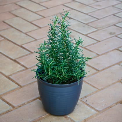 Rosemary in 7 Inch Grey Premium Milo Round Plastic Pot