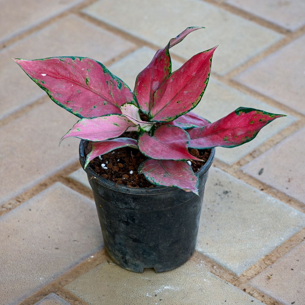 Aglaonema Red Dalmatian in 4 Inch Nursery Pot