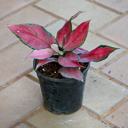 Aglaonema Red Dalmatian in 4 Inch Nursery Pot