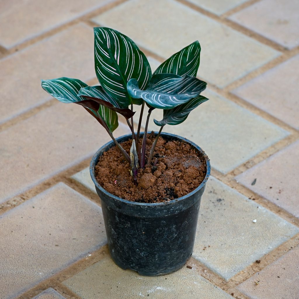 Calathea Pin Stripe in 4 Inch Nursery Pot