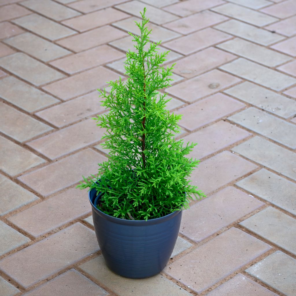 Golden Cypress ( ~ 1 Ft) in 7 Inch Grey Premium Milo Round Plastic Pot