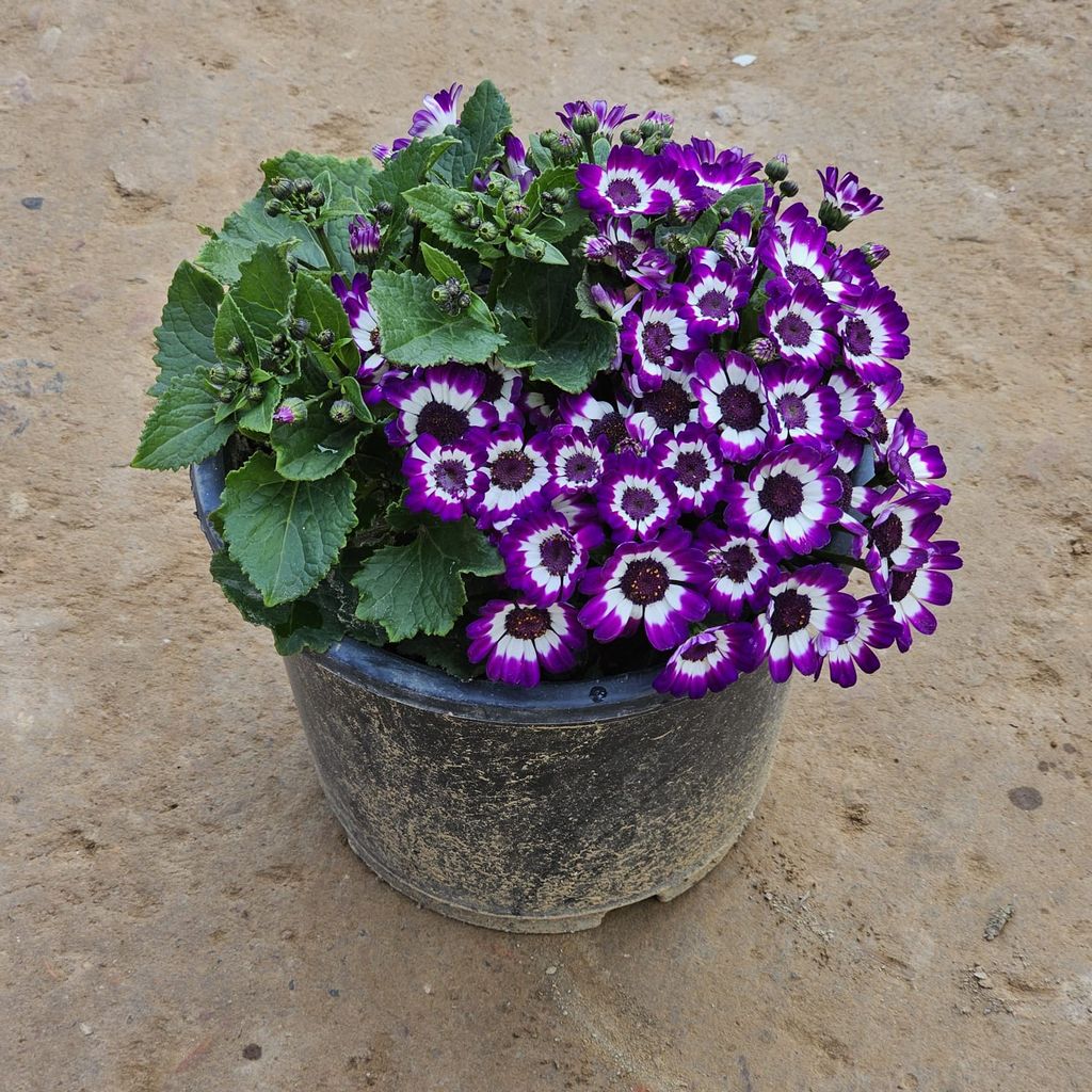 Cineraria (any colour) in 8 Inch Nursery Pot