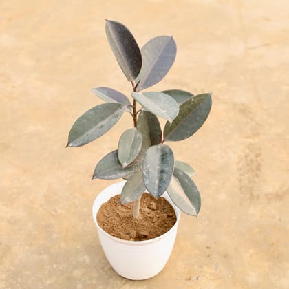 Buy Rubber Black (~ 1.5 Ft) in 08 Inch White Marble Premium Milo Round Plastic Pot Online | Urvann.com