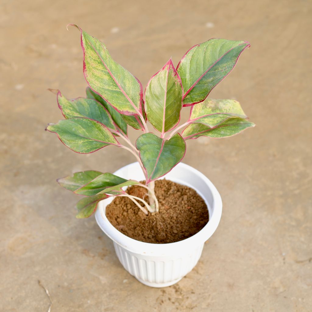 Aglaonema Lipstick in 8 Inch White Olive Plastic Pot