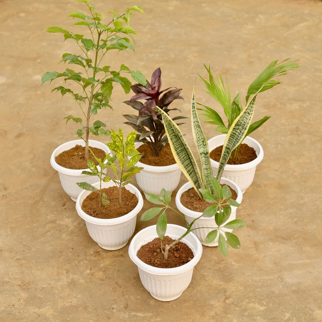 Balcony Special - Set of 6 - Radermachera China Doll (~ 2 Ft), Dracaena Crimson Crush, China Palm, Baby Croton, Snake Yellow & Schefflera Green in 8 Inch White Olive Plastic Pot