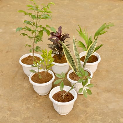 Buy Set of 6 - Radermachera China Doll (~ 2 Ft), Dracaena Crimson Crush, China Palm, Baby Croton, Snake Yellow & Schefflera Green in 8 Inch White Olive Plastic Pot Online | Urvann.com