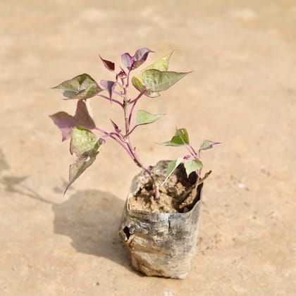 Buy Ipomea / Sweet Potato Vine White in 3 inch Nursery Bag Online | Urvann.com