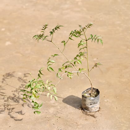 Buy Tecoma Purple in 3 inch Nursery Bag Online | Urvann.com