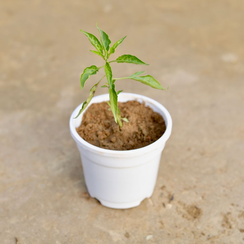 Mirchi / Chilli in 4 Inch White Nursery Pot