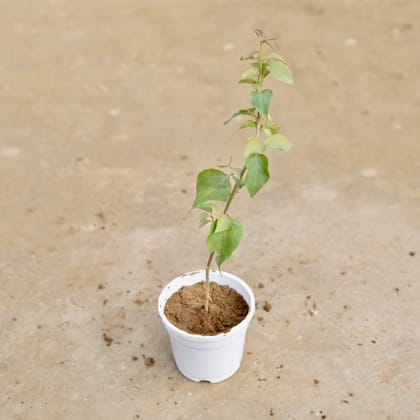 Buy Bougainvillea (any colour) in 4 Inch White Nursery Pot Online | Urvann.com