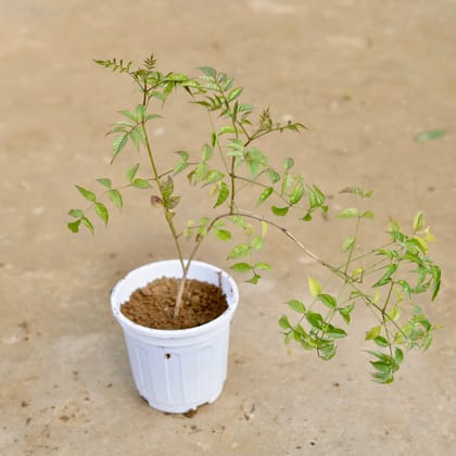 Buy Tecoma Purple in 6 Inch White Super Nursery Pot Online | Urvann.com