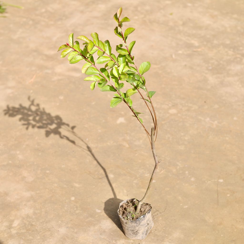 Lagerstormia / Pride of India (~ 3 Ft) in 5 inch Nursery Bag