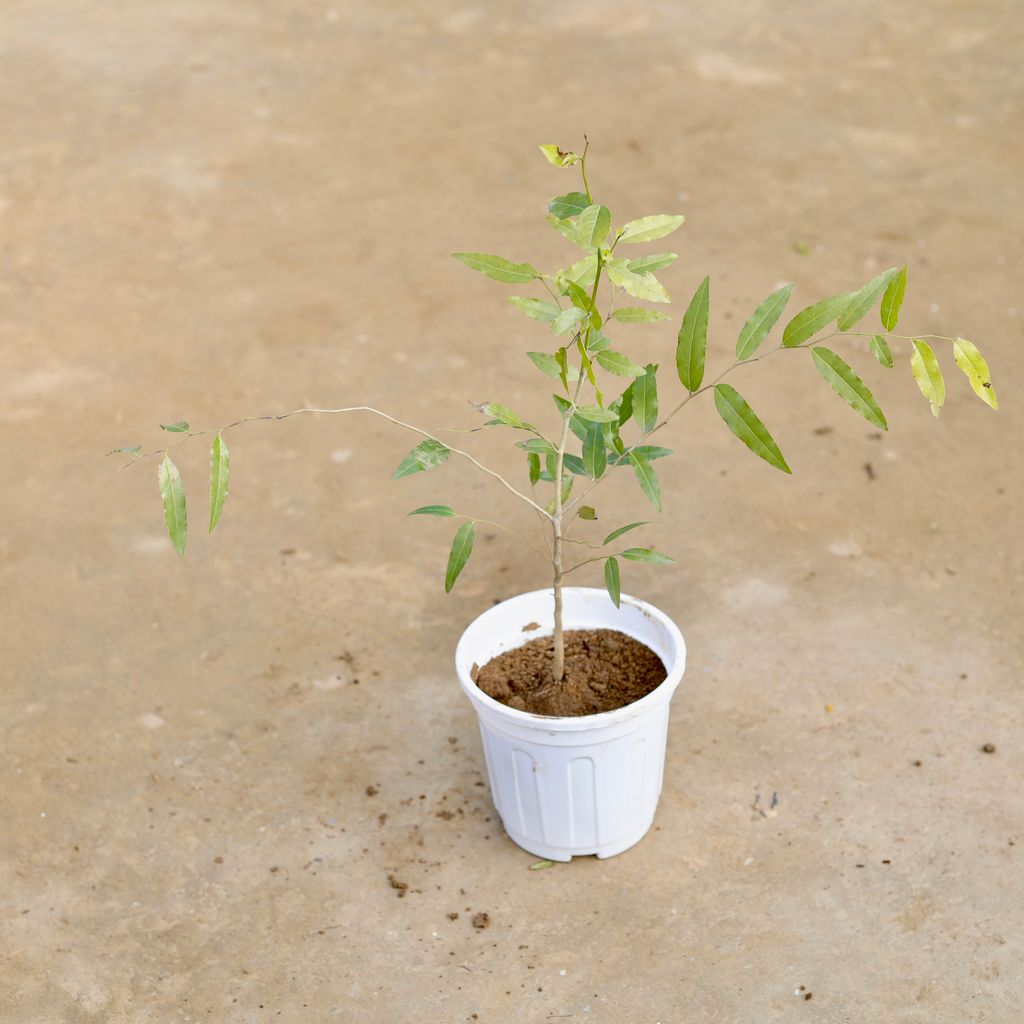 Putranjiva in 6 Inch White Super Nursery Pot