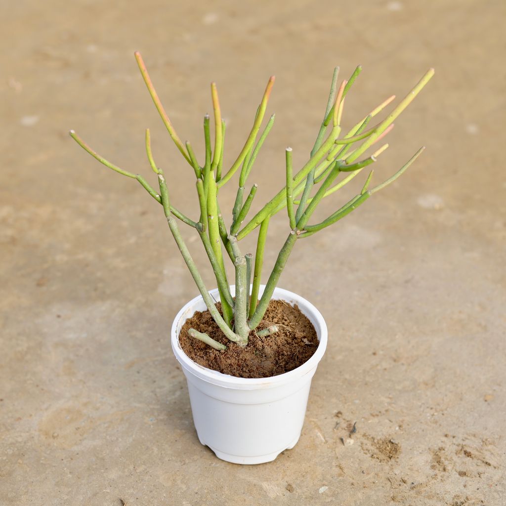 Pencil Cactus in 4 Inch White Nursery Pot