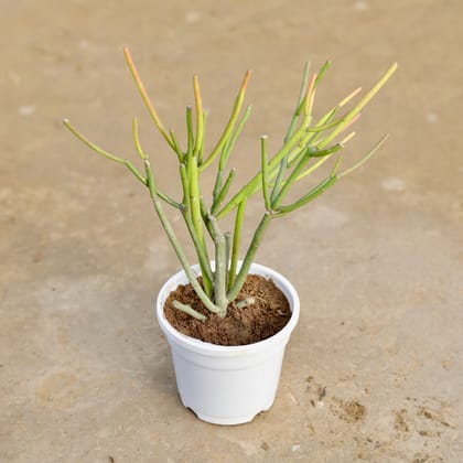 Buy Pencil Cactus in 4 Inch White Nursery Pot Online | Urvann.com