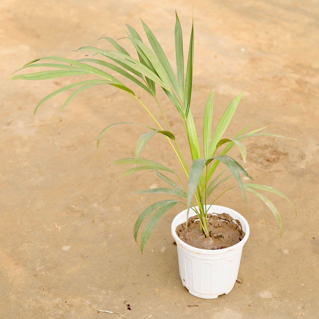 Areca (~ 1 Ft) in 6 Inch White Super Nursery Pot