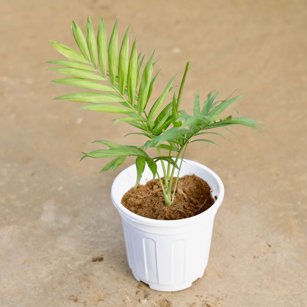 Chameadorea Palm in 6 Inch White Super Nursery Pot