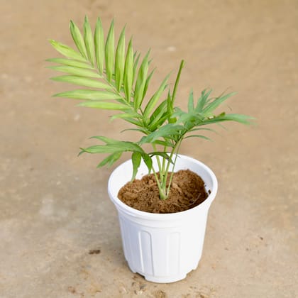 Buy Chameadorea Palm in 6 Inch White Super Nursery Pot Online | Urvann.com