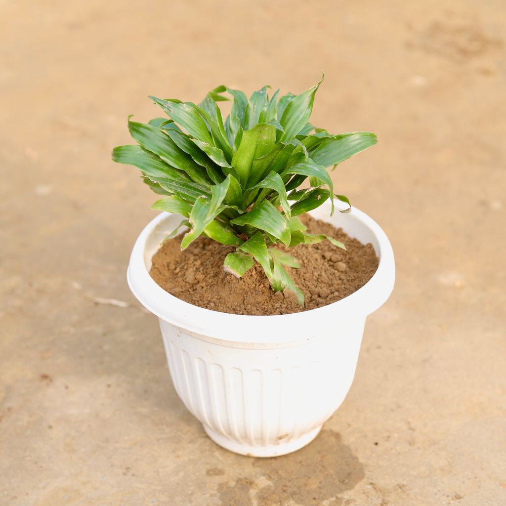 Dracaena Compacta in 8 Inch White Olive Plastic Pot