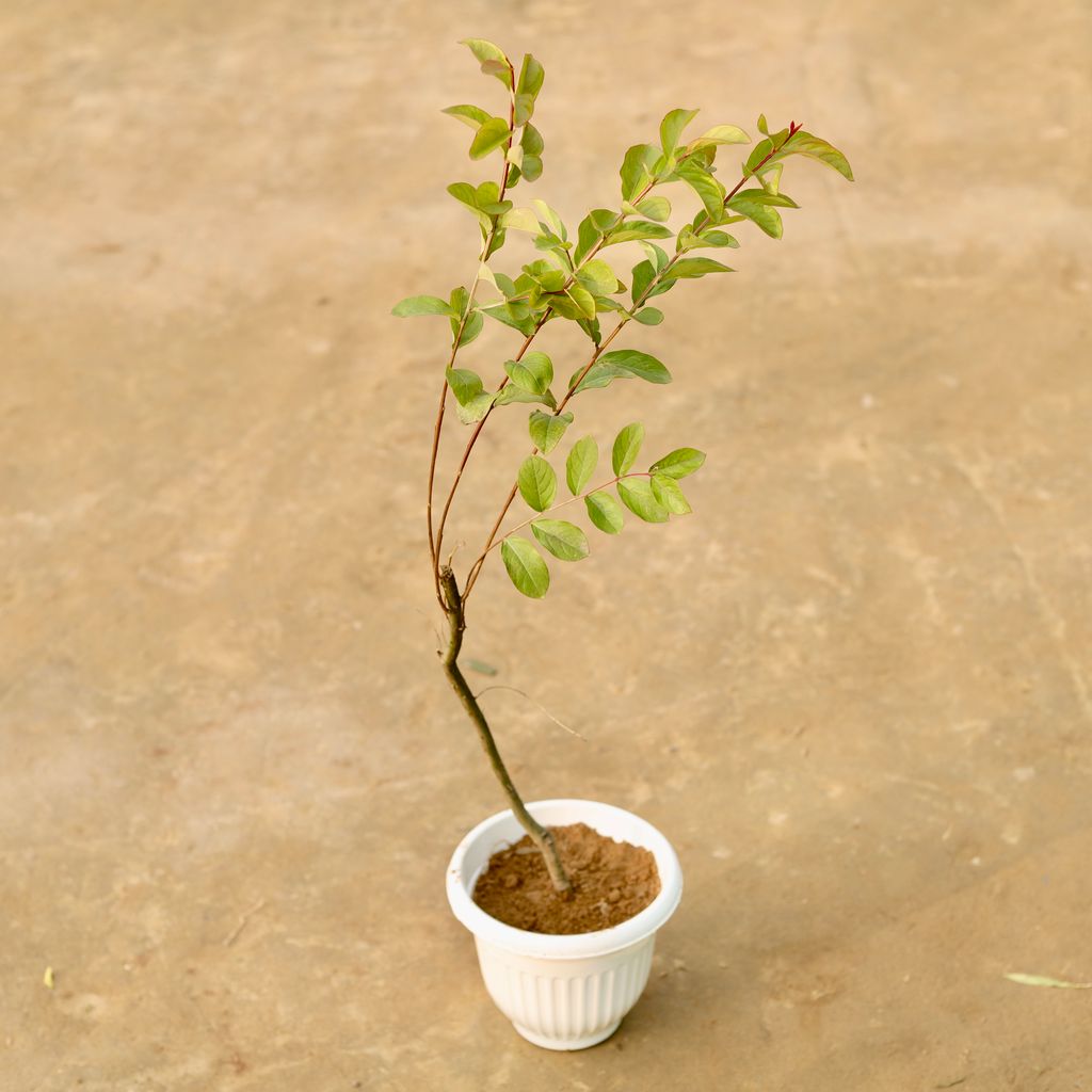 Lagerstormia / Pride of India (~ 3 Ft) in 8 Inch White Olive Plastic Pot