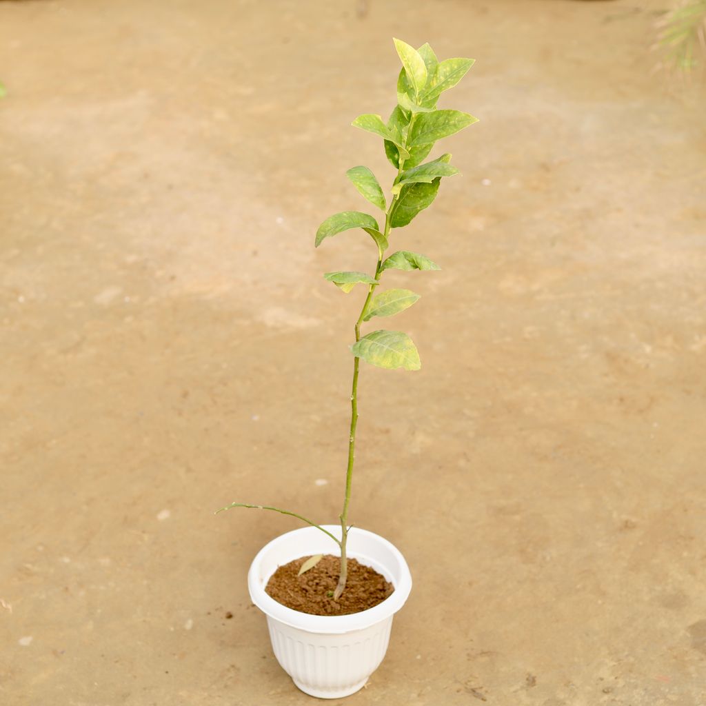 Lemon / Nimbu Grafted in 8 Inch White Olive Plastic Pot