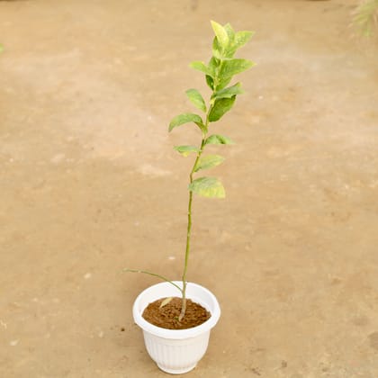 Buy Lemon / Nimbu Grafted in 8 Inch White Olive Plastic Pot Online | Urvann.com