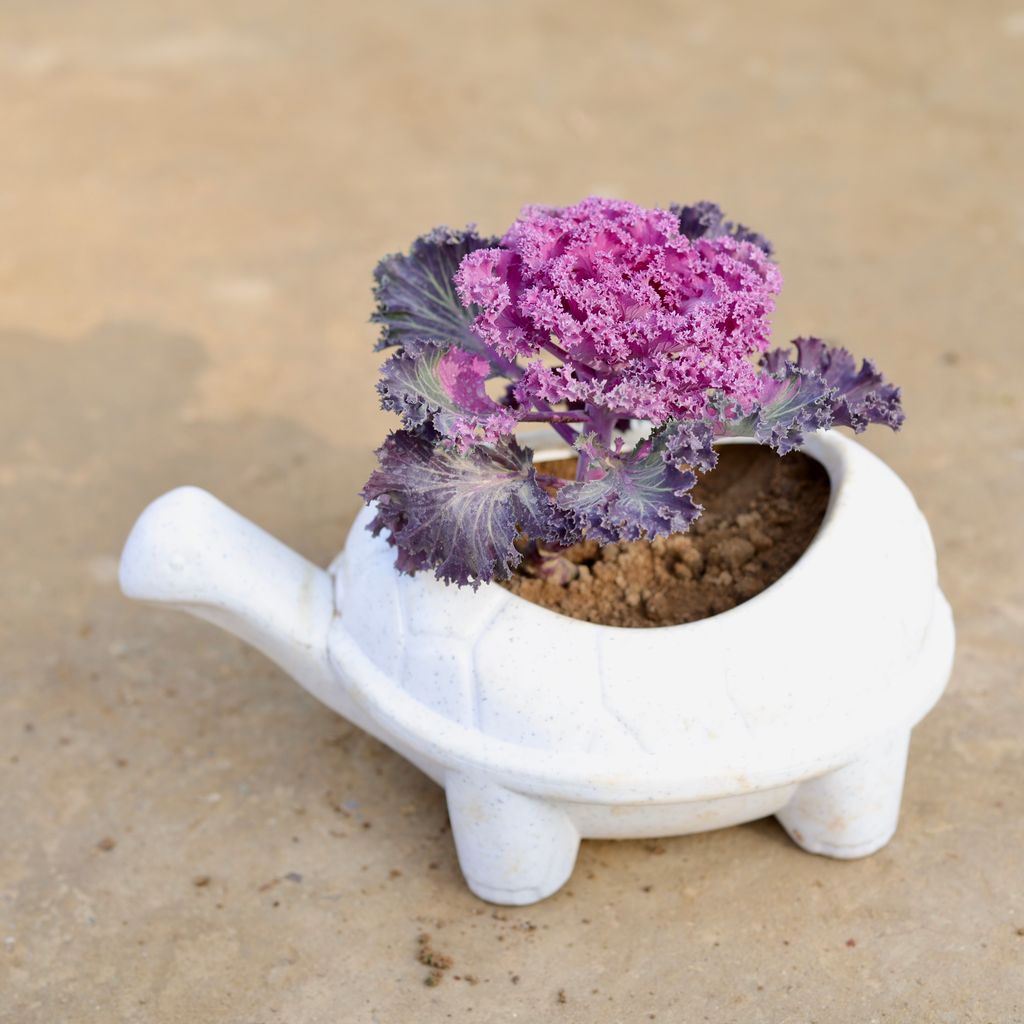 Kale Purple in 3 Inch White Premium Tortoise Plastic Pot