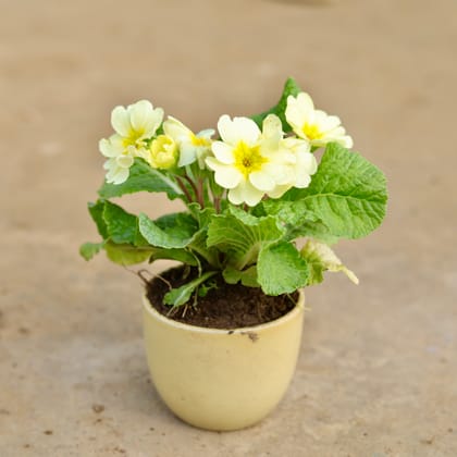 Buy Primula Rosea (any colour) in 3 Inch Yellow Classy Cup Ceramic Pot Online | Urvann.com