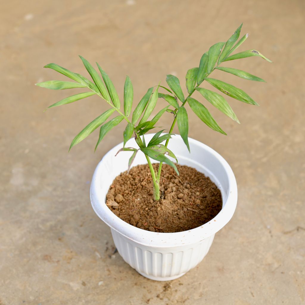 Chameadorea Palm in 8 Inch White Olive Plastic Pot