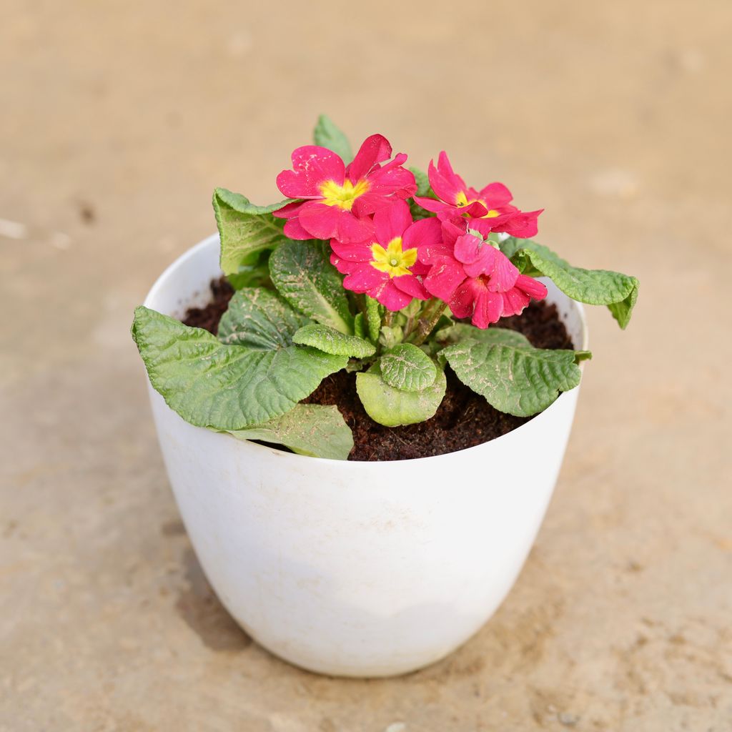 Primula Rosea in 6 Inch White Marble Premium Orchid Square Plastic Pot