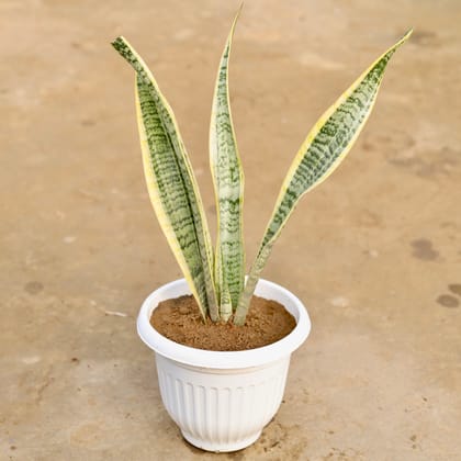 Buy Snake Yellow in 8 Inch White Olive Plastic Pot Online | Urvann.com