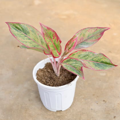 Buy Aglaonema Lipstick in 6 Inch White Super Nursery Pot Online | Urvann.com