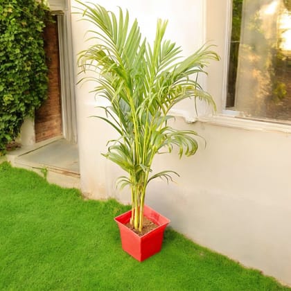 Areca (~ 2.5 Ft) in 08 Inch Red Premium Tokyo Square Plastic Pot