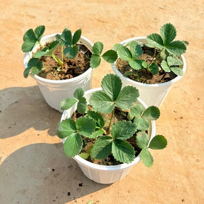 Set of 3 - Strawberry in 6 Inch White Super Nursery Pot