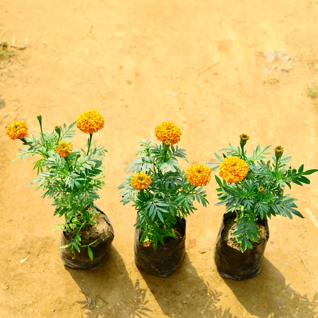 Set of 3 - Marigold / Genda (any colour) in 4 Inch Nursery Bag