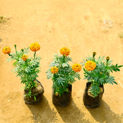 Buy Marigold / Genda Orange in 4 Inch Nursery Bag Online | Urvann.com