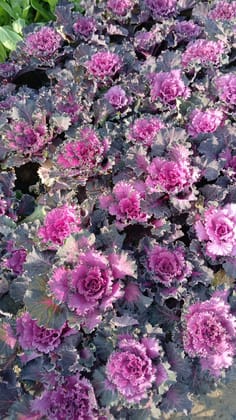 Kale Red in 4 Inch Nursery Bag