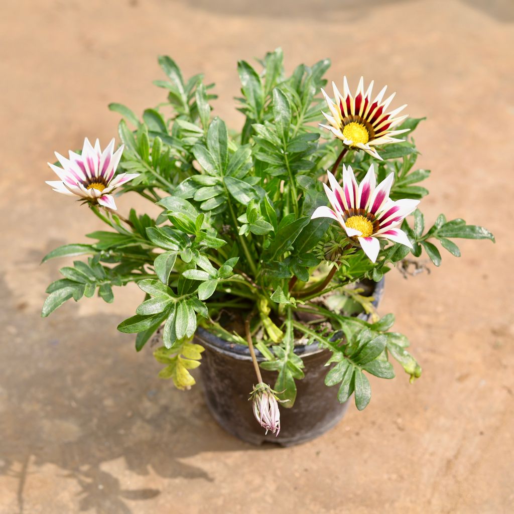 Gazania (any colour) in 5 Inch Nursery Pot