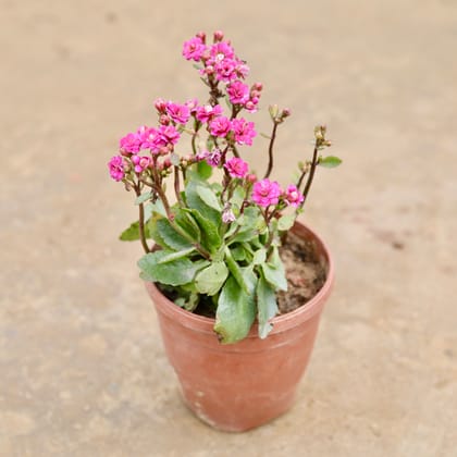 Kalanchoe Desi in 6 Inch White Super Nursery Pot