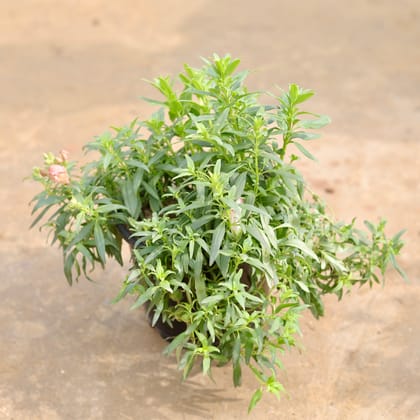 Antirrhinum Majus / Dog Flower (any colour) in 4 Inch Nursery Bag