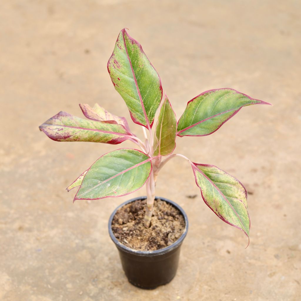 Aglaonema Lipstick in 4 Inch Nursery Bag