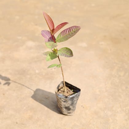 Amrood / Guava Desi in 3 Inch Nursery Bag