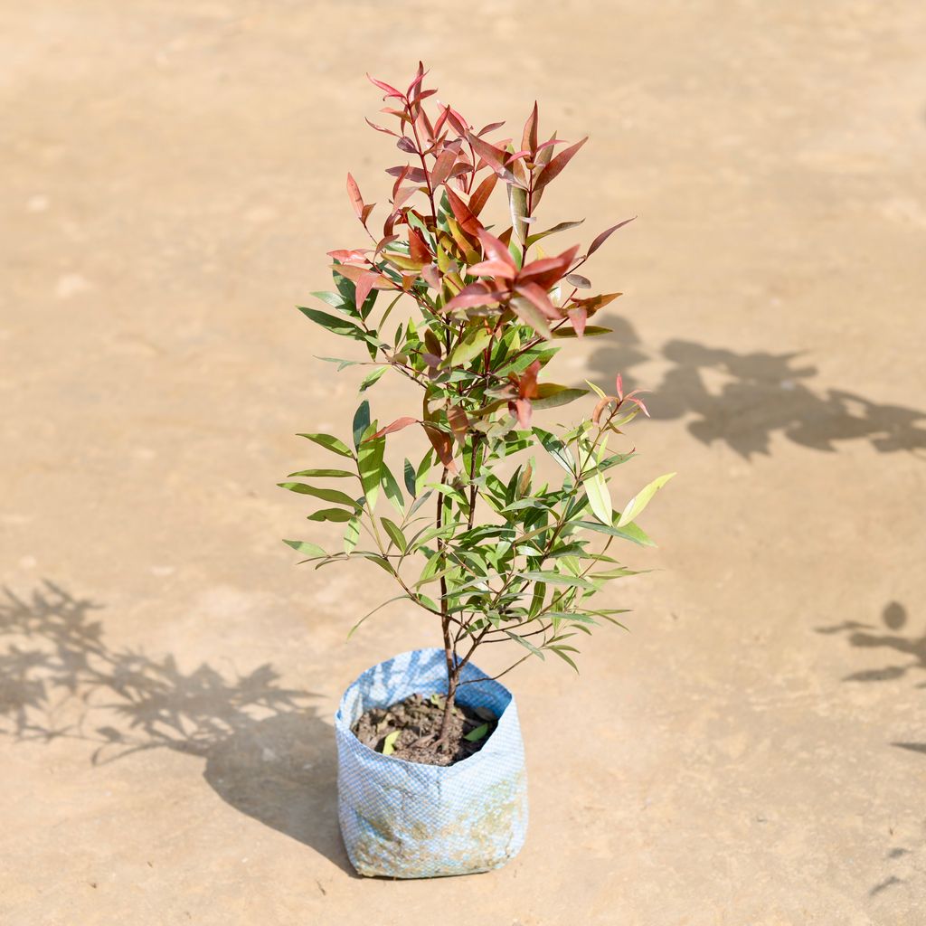 Syzygium (~ 1.5 Ft) in 5 inch Nursery Bag