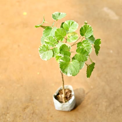 Aralia apple leaf in 4 Inch Nursery Bag